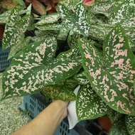 Caladium Thai-Pokok Keladi Thai-Kain Buruk/Red Beret/Cat Tumpah/Sweetheart/Postman Joyner/Indoor/Outdoor Plant