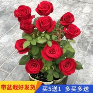 Anak pokok mawar Rose Benih Dengan Bunga Bunga Guanhua Hijau Loji Dalaman Balkon Dalaman Potted Musim Empat Seasons Bung