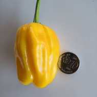 Seeds#biji benih#10pcs giant yellow Habanero#white hot