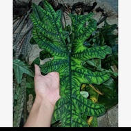 Bonggol Alocasia jacklyn (alocasia sp sulawesi)