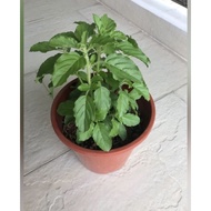 Dwarf holy basil Plant Tulsi Edible Herb Plant 100% organic and edible