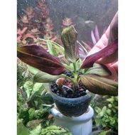 N&T - Betel Iguazu 2009 that leaves/ betel 09 red aquatic (bare root)