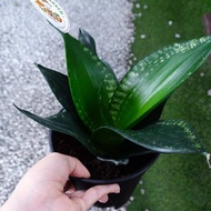 虎尾兰 Sansevieria silver hahnii |Old Man Garden
