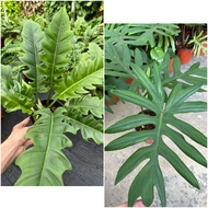 Berjaya Plant Nursery - Philodendron Rare(Pokok Bunga Hidup/Pokok Hiasan Dalam Rumah/Real Live Indoor Plant)