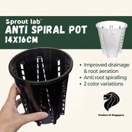 Sprout lab | Anti Spiral Plant Pot | Black & Clear | for Aroids and Orchids | High Drainage and Aera