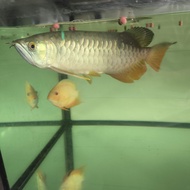 ikan arwana golden red 30cm