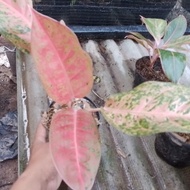 aglonema big roy mutasi pink 2 (real pict stok cuma satu)