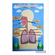 Human breathing system teaching aids human breathing tools and systems science kit science kit for k