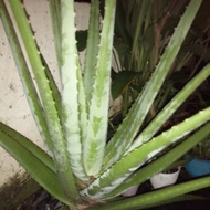 Aloevera lidah buaya besar