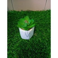 pokok kaktus hiasan dalaman bilik & rumah
