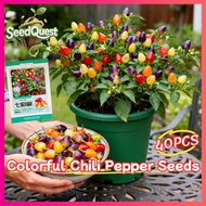 40pcs Colorful Chili Pepper Seeds for Planting Vegetable Pants High Yield Bolivian Rainbow Chili Pep