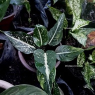 ☃Fish Eye Aglaonema Uprooted Live Plants (Luzon Only)