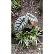 Alocasia Dragon Silver &amp; Dragon Scale