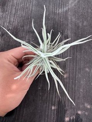 空氣草 空氣鳳梨 Tillandsia paleacea （鳥岩）