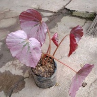 Tanaman Begonia Merah Begonia Gantung Paling Murah