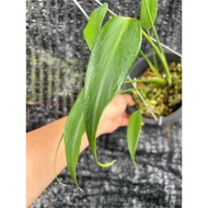 Monstera 'Burle Marx Flame'
