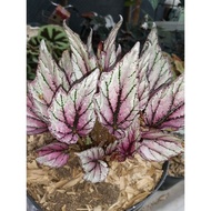 \NEW/ Tanaman hias begonia rex hugh mclaughlin / pink silver