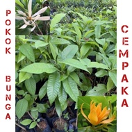 Pokok Bunga Cempaka ( hybrid )  wangi warna kuning/putih