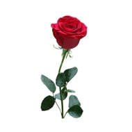 186. Rose Seeds 10pcs Free Postal Mail in SG