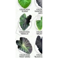 COLOCASIA NEBULA PLANT.