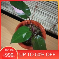 Tanaman Philodendron Pink Princess