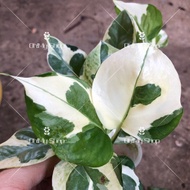 Epipremnum N-Joy / NJoy Pothos Hanging Plant /白金葛绿萝/Money Plant Variegated