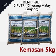 PRODUK TERBARU!! Benih bibit padi Ciputri ( ciherang malay panjang )