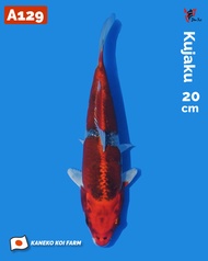 Ikan Koi Import Kujaku (Kaneko Koi Farm) Kode A129