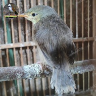 BURUNG CIBLEK GUNUNG ANAKAN MANDIRI JANTAN