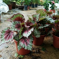 AZ Pokok Begonia Bercorak