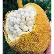 TIADA COD Anak Pokok Buah Tarap