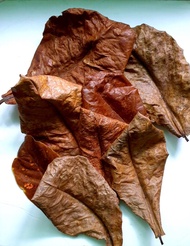 dried talisay leaves 10pcs for betta fish