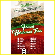 ☈ ✤ ☩ NARRA TREE QUALITY SEEDS 6 SEEDS
