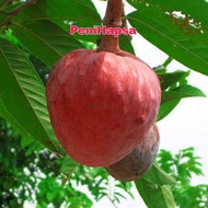 Bibit Sirsak Merah Jumbo Hasil Okulasi Siap Berbuah