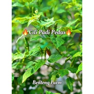 Cili padi Pedas giler segar Fresh Chili kampung bentong farm small cili red green berapi spicy crazy