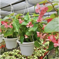 Wax Begonia - Fresh Gardening Indoor Plant Outdoor Plant