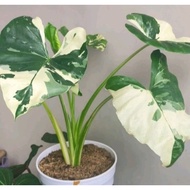 tanaman Tanaman Hias langka Alocasia variegata lompong varigatasente varigata