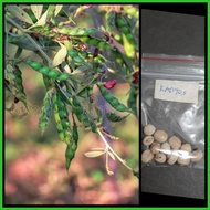 ► ▴ ↙ ↜ kadyos / kardis /pigeon pea (homegardening)