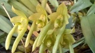 原生蘭 繖花捲瓣蘭 大豆蘭 白變種 2吋盆