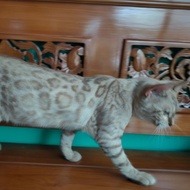 kucing bengal snow betina
