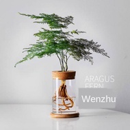 Home Decoration Green plants seed Artificial plant Tanaman hidroponik bunga pot desktop dan tanaman hijau asparagus bons