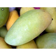 POKOK MANGGA 3 RASA HYBRID