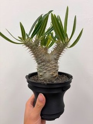 平出 實生象牙宮 穩根 塊根植物