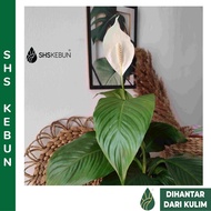 Pokok Peace Lily Indoor Plant Live Plant SHS Kebun