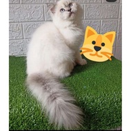 TERMURAH kucing Persia / kucing Himalaya / kucing jantan / kucing