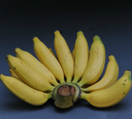 ต้นกล้วย พันธุ์ กล้วยน้ำไท หน่อกล้วย พร้อมปลูกลงดินได้เลย จัดส่งพร้อมถุง 6 นิ้ว ลำต้นสูง 30-50 ซม