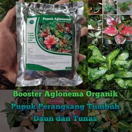 Pupuk Organik Penyubur Tanaman Aglonema Booster Aglonema Cepat Tumbuh Daun dan Tunas Pupuk Aglonema Cepat Beranak Pupuk Aglonema Terbaik Pupuk Khusus Aglonema Pupuk Untuk tanaman Bunga Aglonema Pupuk Tanaman Hias Aglonema Pupuk B1 untuk tanaman aglonema