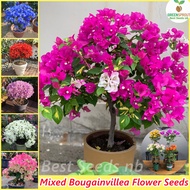 Easy to grow丨Mixed Color Dwarf Bougainvillea Bonsai Seeds for Planting Flowers (100 Seeds/pack) Gardening Flower Seeds Ornamental Flowering Plants Seeds Air Purifying Flower Plant Seed Indoor Plants Real Plants Home Garden Decor Potted Live Plants