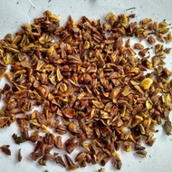 500BIJI BENIH SANTIGI KARANG DAN MAWAR SIAP SEMAI/PHEMPIS ACIDULA