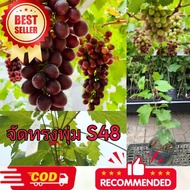 องุ่นพันธุ์ S48 กรอบ หวาน ไร้เมล็ด ผลใหญ่ต้นอางุ่นเสียบยอด แตกยอดแล้ว ต้นกล้าแข็งแรง ต้นเสียบยอดสูง 